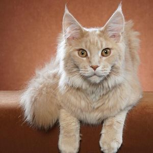 Meet your Posher, Mindy